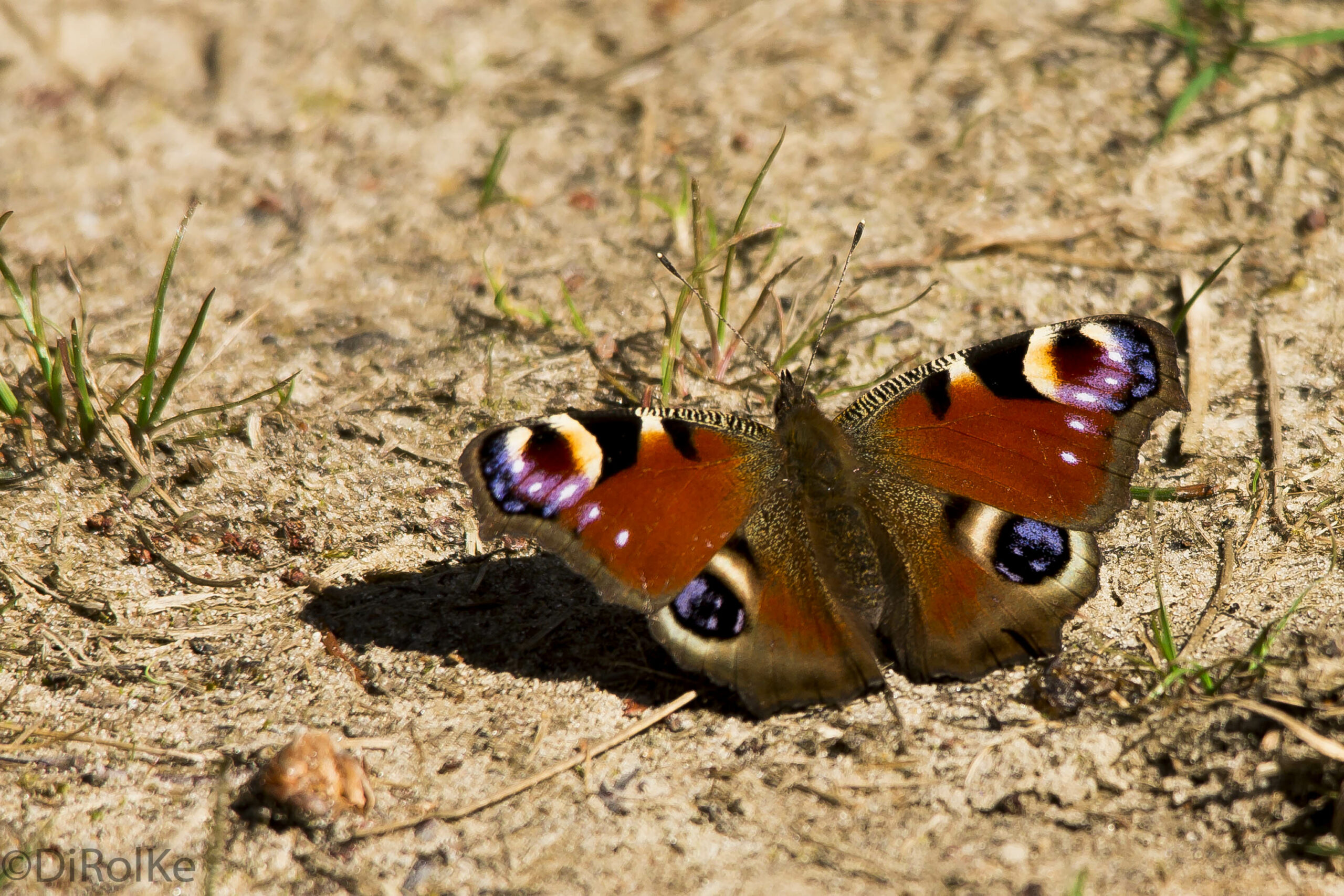Pauwoogvlinder op zanderige grond met vleugels gespreid, omringd door gras.