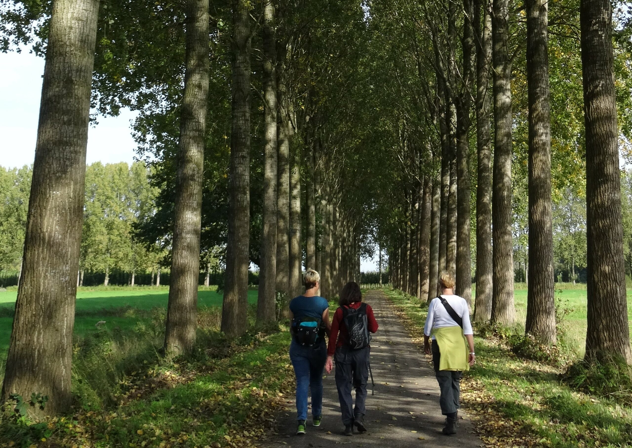 Drie mensen wandelen op een pad omgeven door hoge bomen in een zonnig bos.