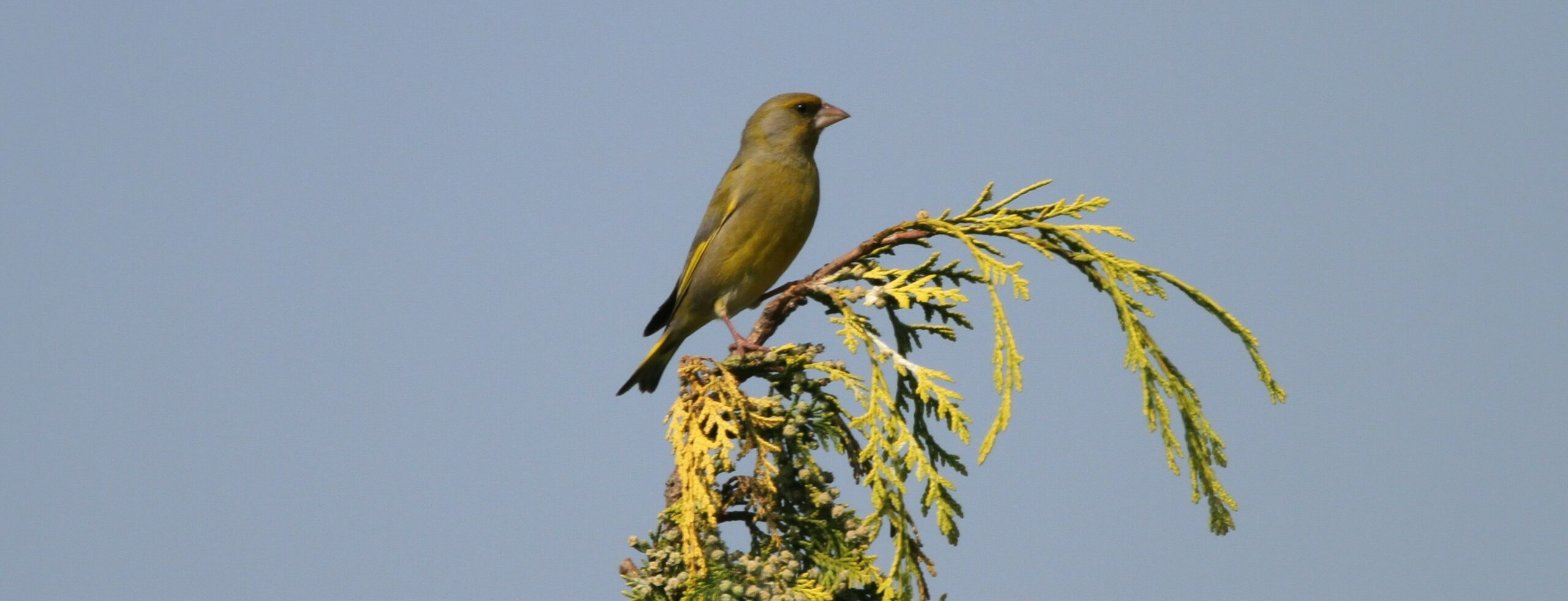 Vink vogel zittend op een tak tegen een heldere blauwe lucht.