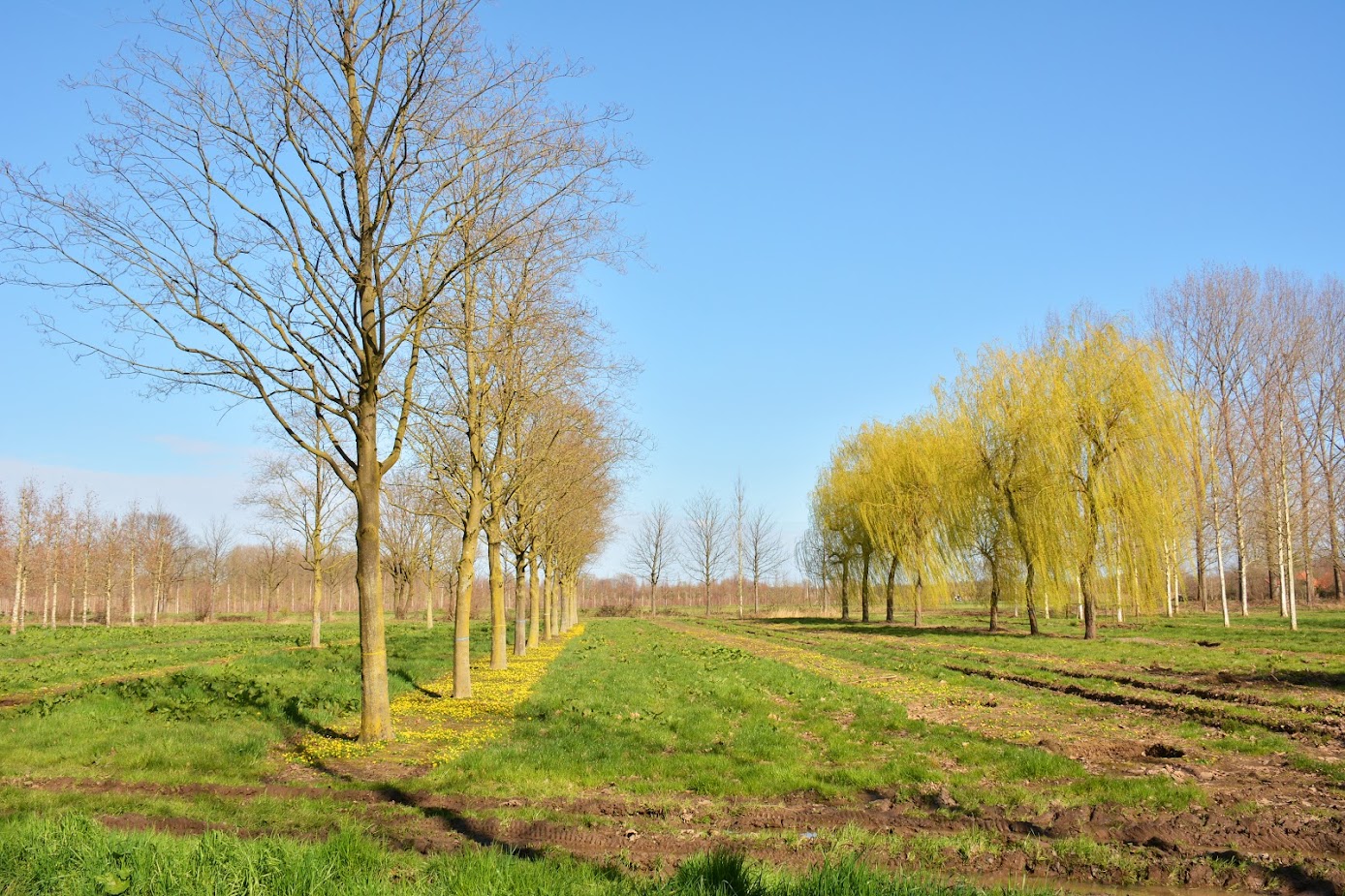 Rijen kale bomen en gele wilgen op een zonnige dag met blauwe lucht en groen gras.