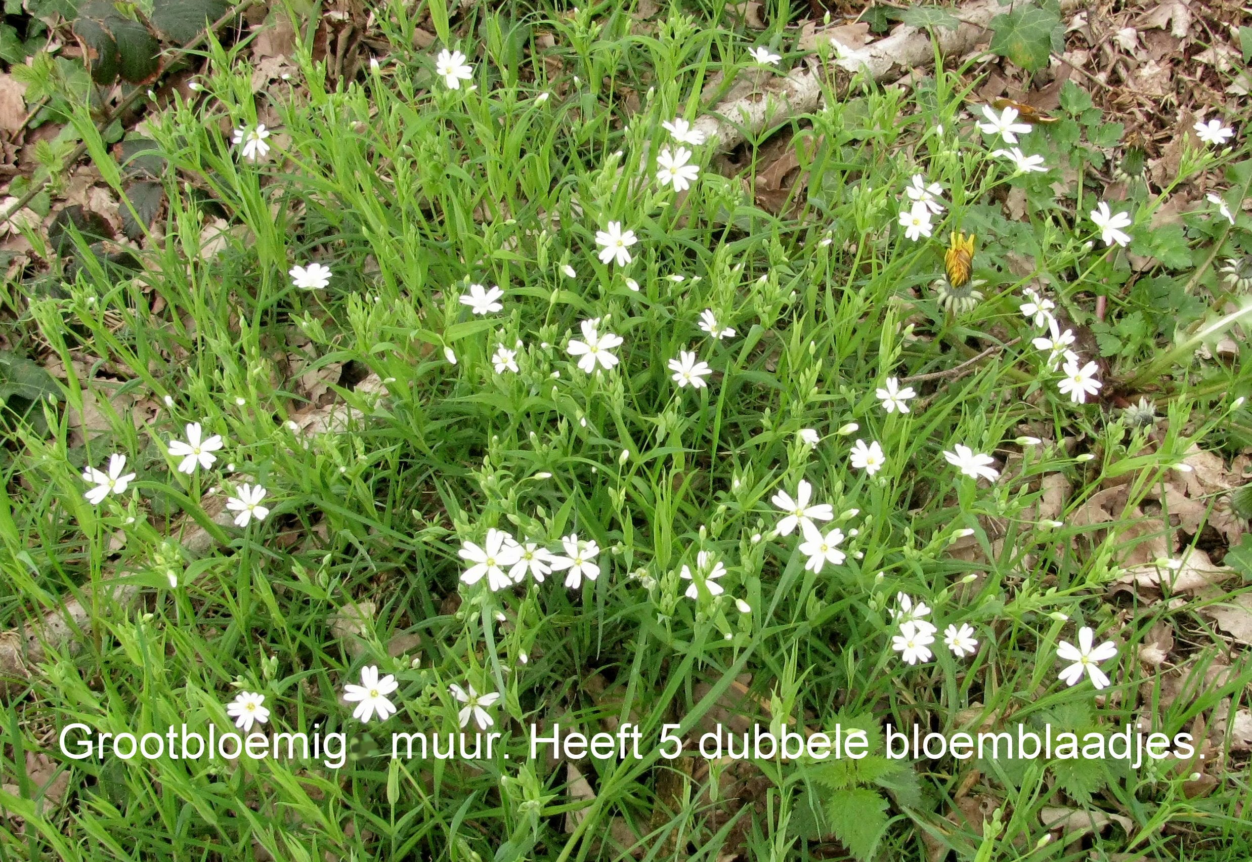Veld met groen gras en witte bloemen met dubbele bloemblaadjes. Tekst onder in beeld.