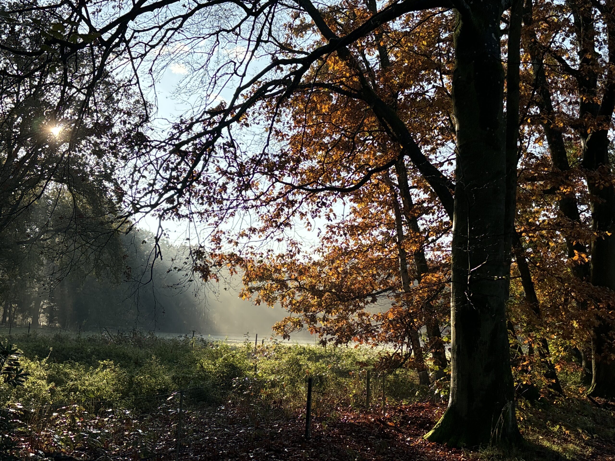 Boslandschap met zonnestralen door herfstbladeren, groene en bruine tinten op de grond.