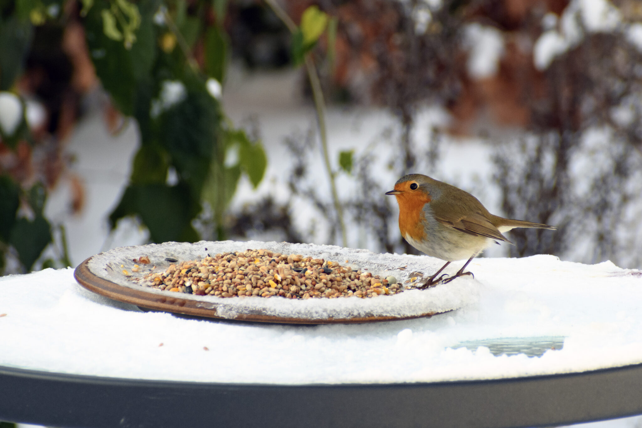 Roodborstje op een besneeuwd bord met vogelvoer, omringd door winterse begroeiing.