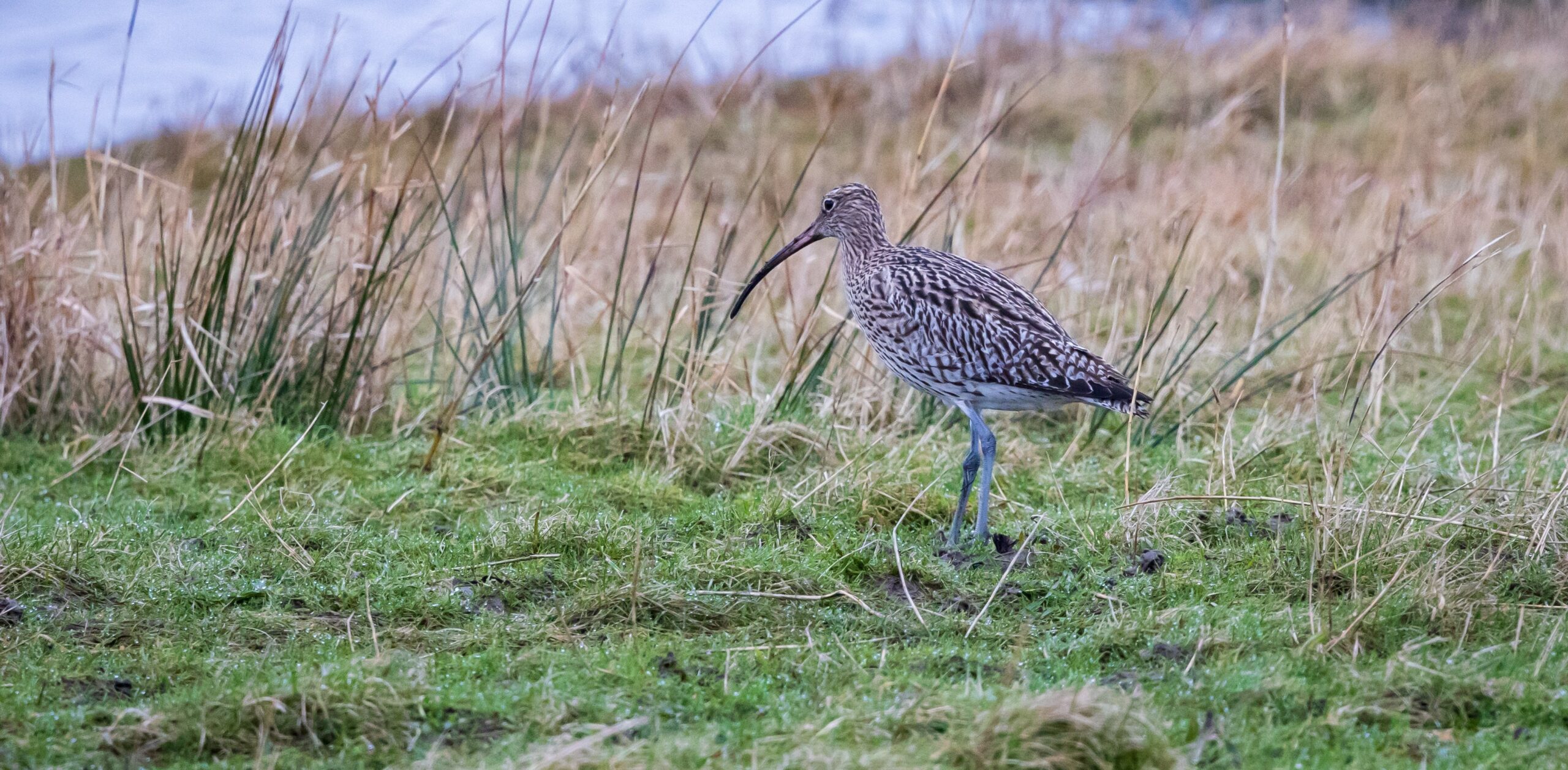 Wulp met lange snavel staat in grasveld bij water, omringd door riet.