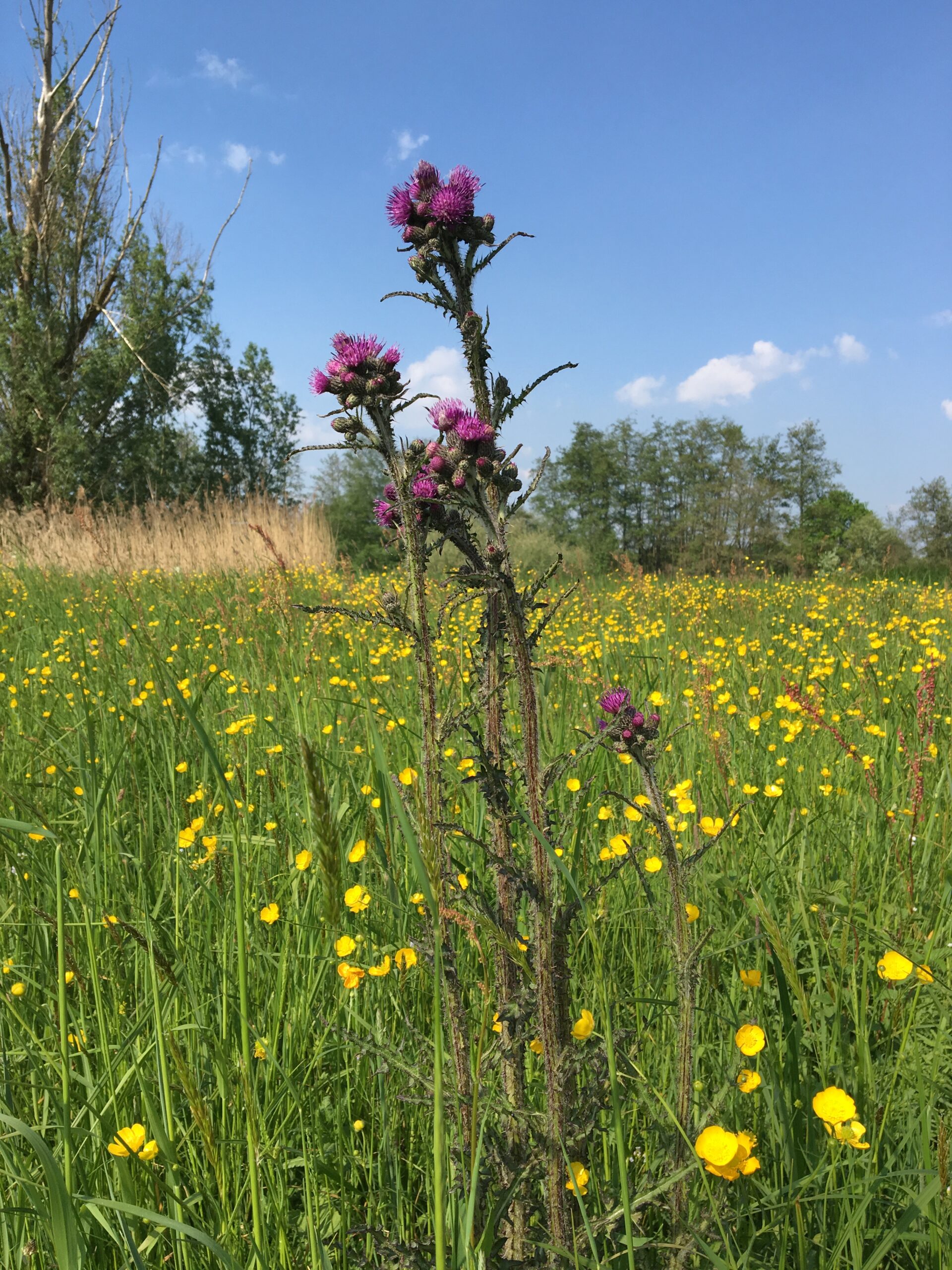Distel met paarse bloemen in een veld met gele bloemen en blauwe lucht.