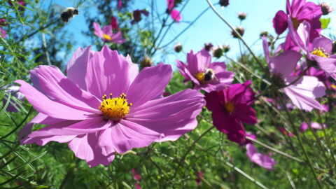 Paarse bloemen met gele harten in een zonnig veld, bij omringd door bloemen en blauwe hemel.