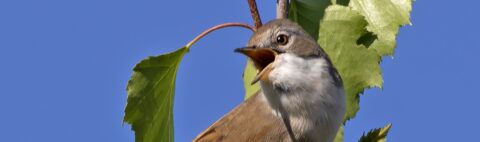 Zingende vogel op tak met groene bladeren tegen een heldere blauwe lucht.