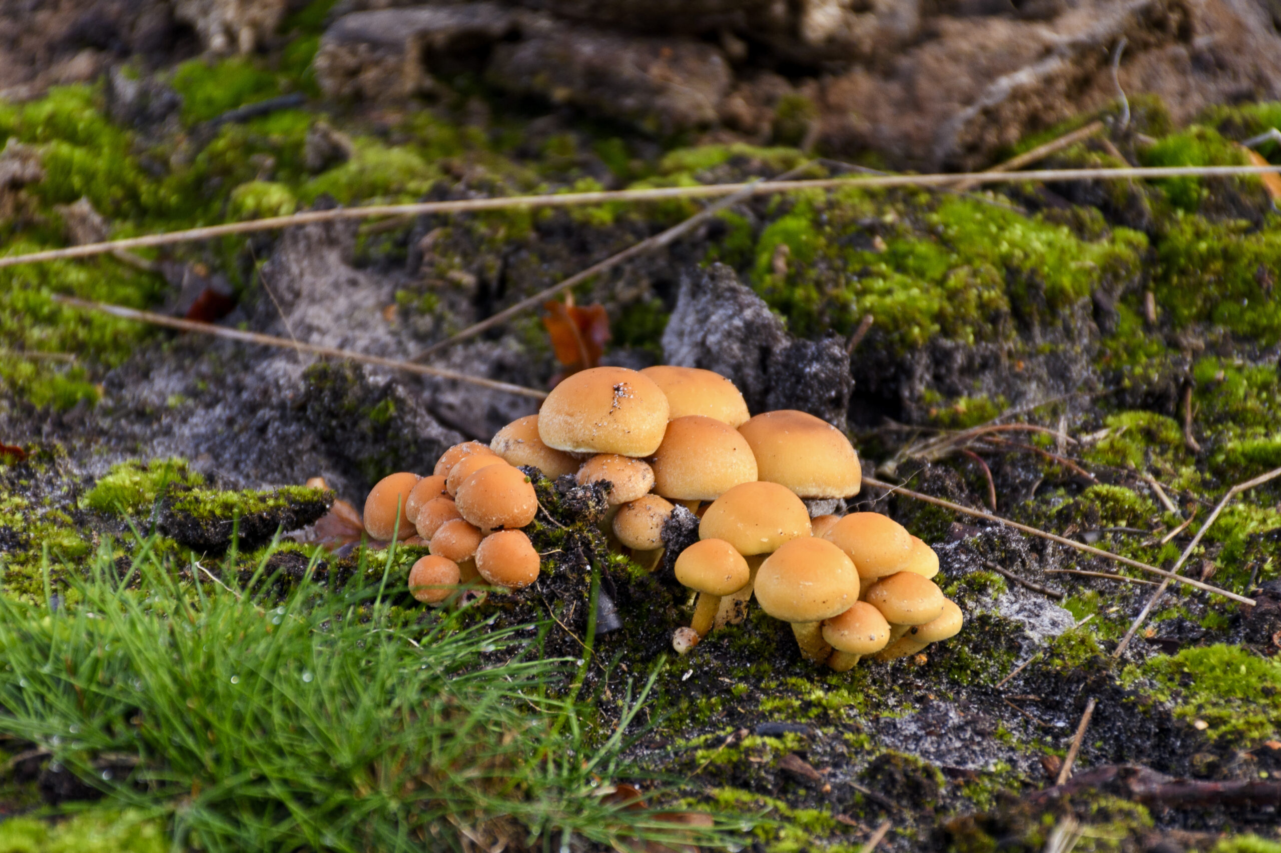 Oranje paddenstoelen groeien op een met mos bedekte grond; omringd door zand en gras.