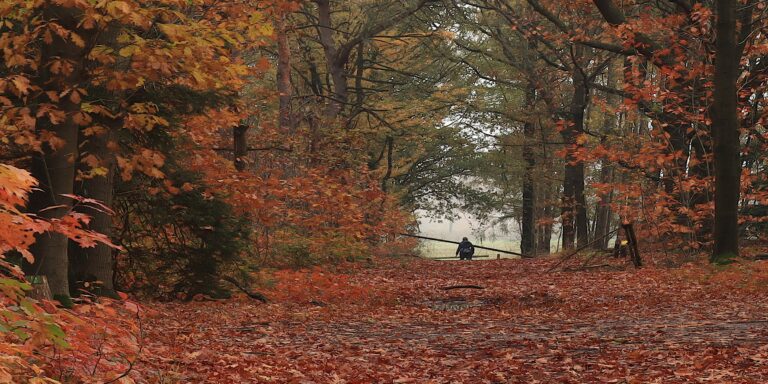 Bospad in herfstkleuren met bladeren en een wandelaar in de verte.