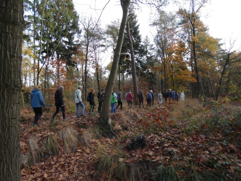 Mensen wandelen in een bos met herfstbladeren op de grond.