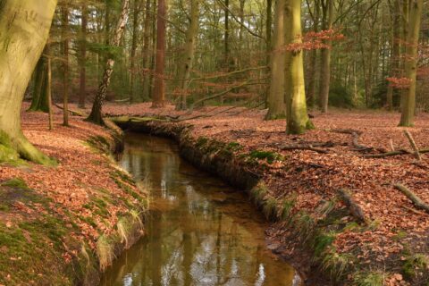 Bos met kronkelend beekje, omringd door herfstbladeren en hoge bomen.