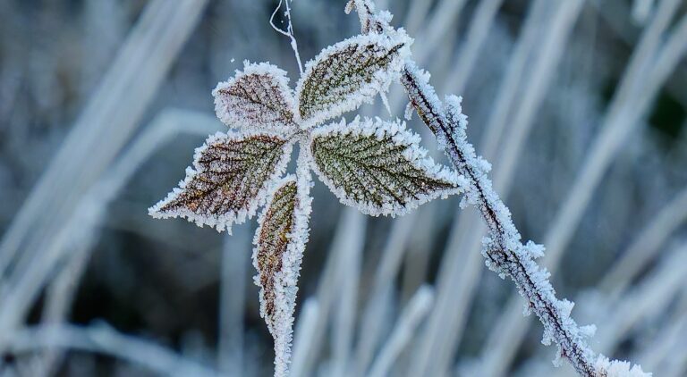 Bevroren blad en tak bedekt met rijp tegen een wazige, koude achtergrond.
