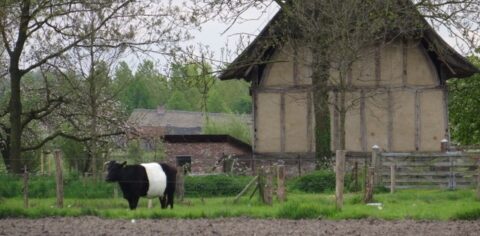 Zwart-witte koe in weiland voor traditionele boerderij met bomen.