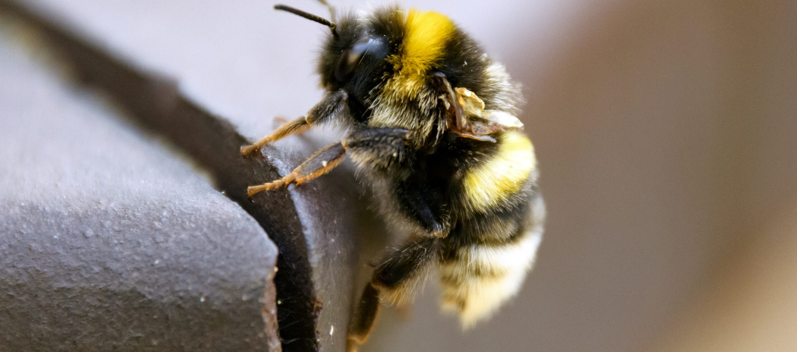 Close-up van een hommel klimmend op een ruwe, donkergrijze rand.