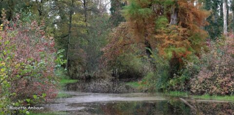 Herfstlandschap met gekleurde bomen en een stille vijver, omringd door dense bosschage.