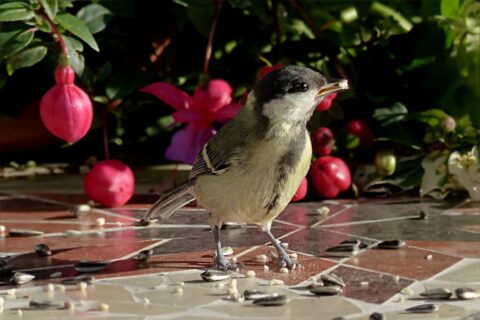 Vogel eet zaden op tegelvloer, omgeven door groene bladeren en roze bloemen.