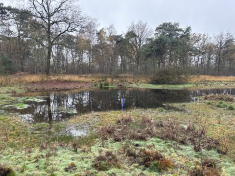Kleine vijver omringd door kale bomen en gras in een bosrijke omgeving.