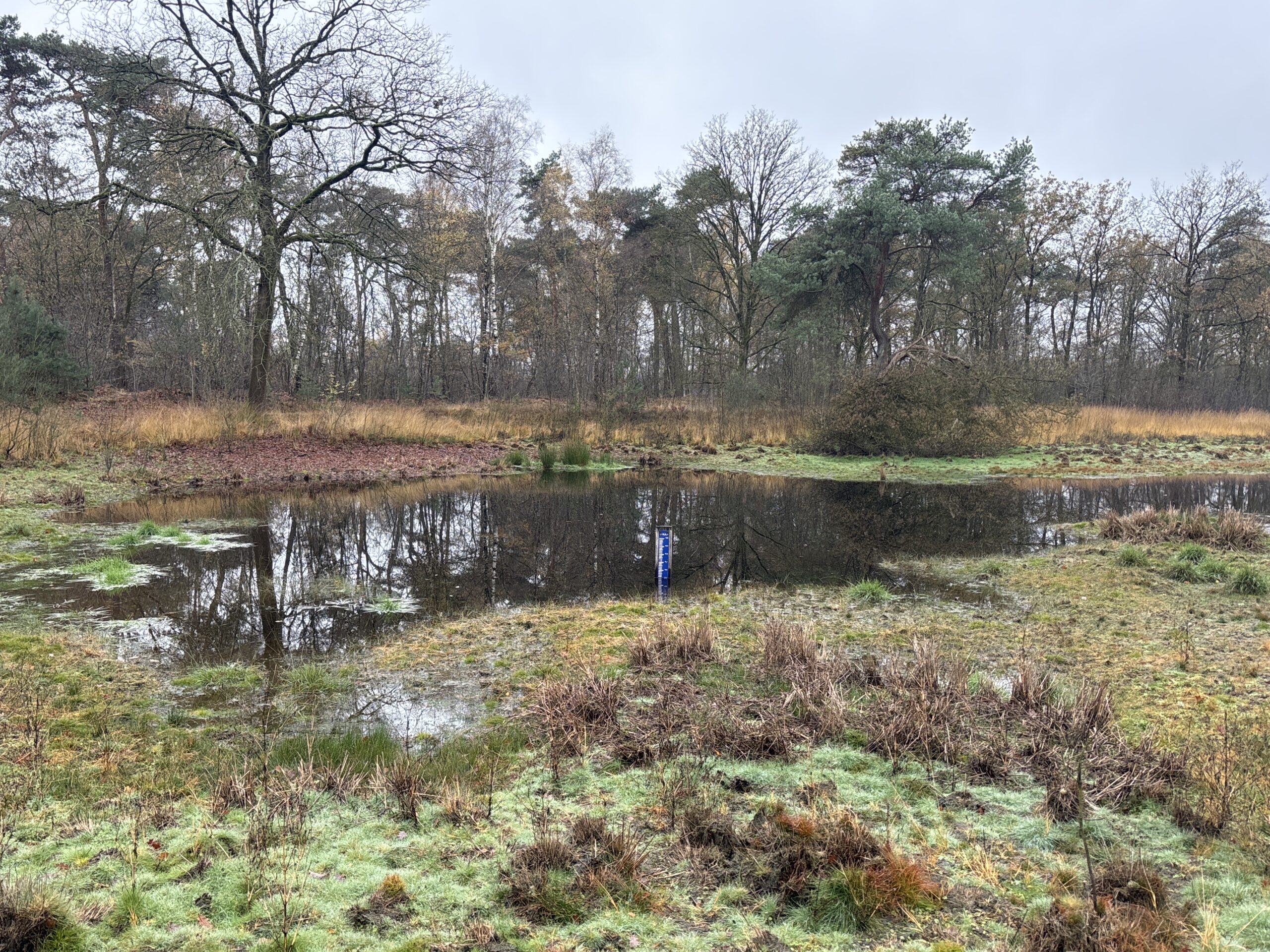Kleine vijver omringd door kale bomen en gras in een bosrijke omgeving.