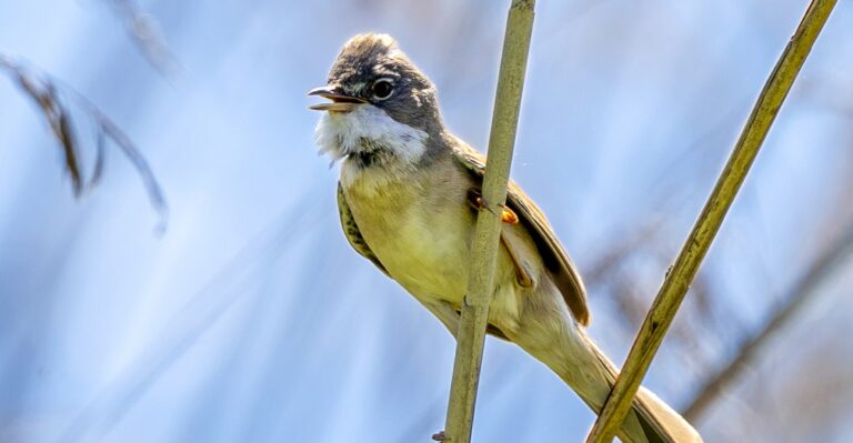 Zingende vogel op een stengel tegen een blauwe lucht.