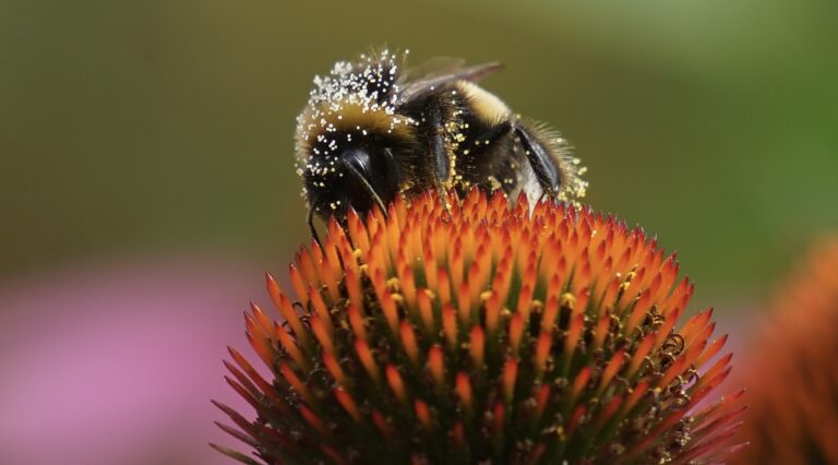 Bij op een oranjerood bloemenhoofd, met stuifmeel op zijn behaarde lijf.