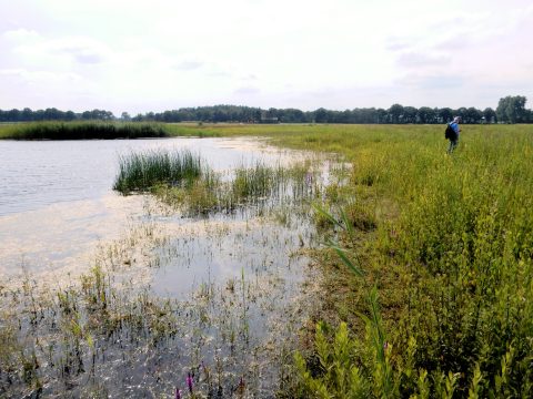 LOFAR-gebied tussen Buinen en Exloo