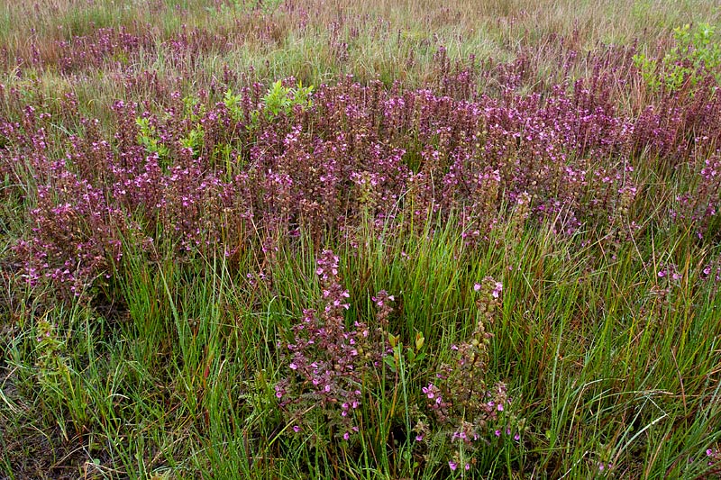 moeraskartelblad