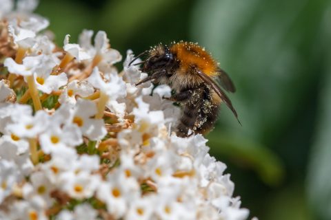 IVN zet heel Drenthe in de bloemetjes