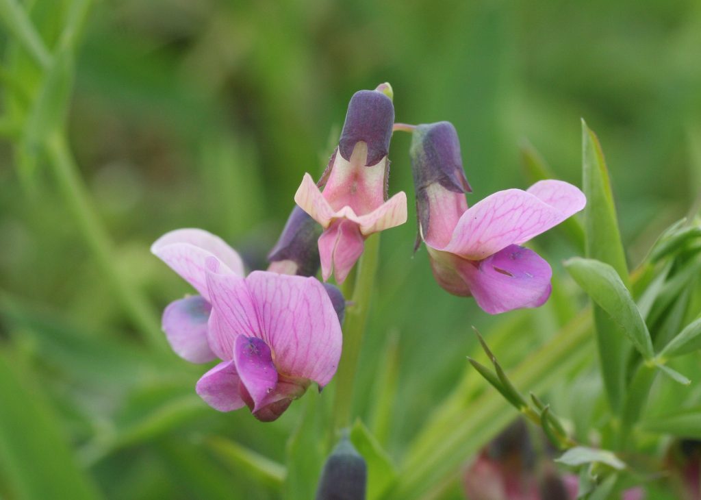 knollathyrus
