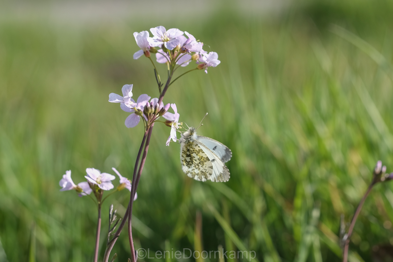 Witte vlinder op lila bloemen tegen een groene, wazige achtergrond.