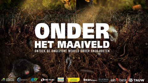 onder het maaiveld
