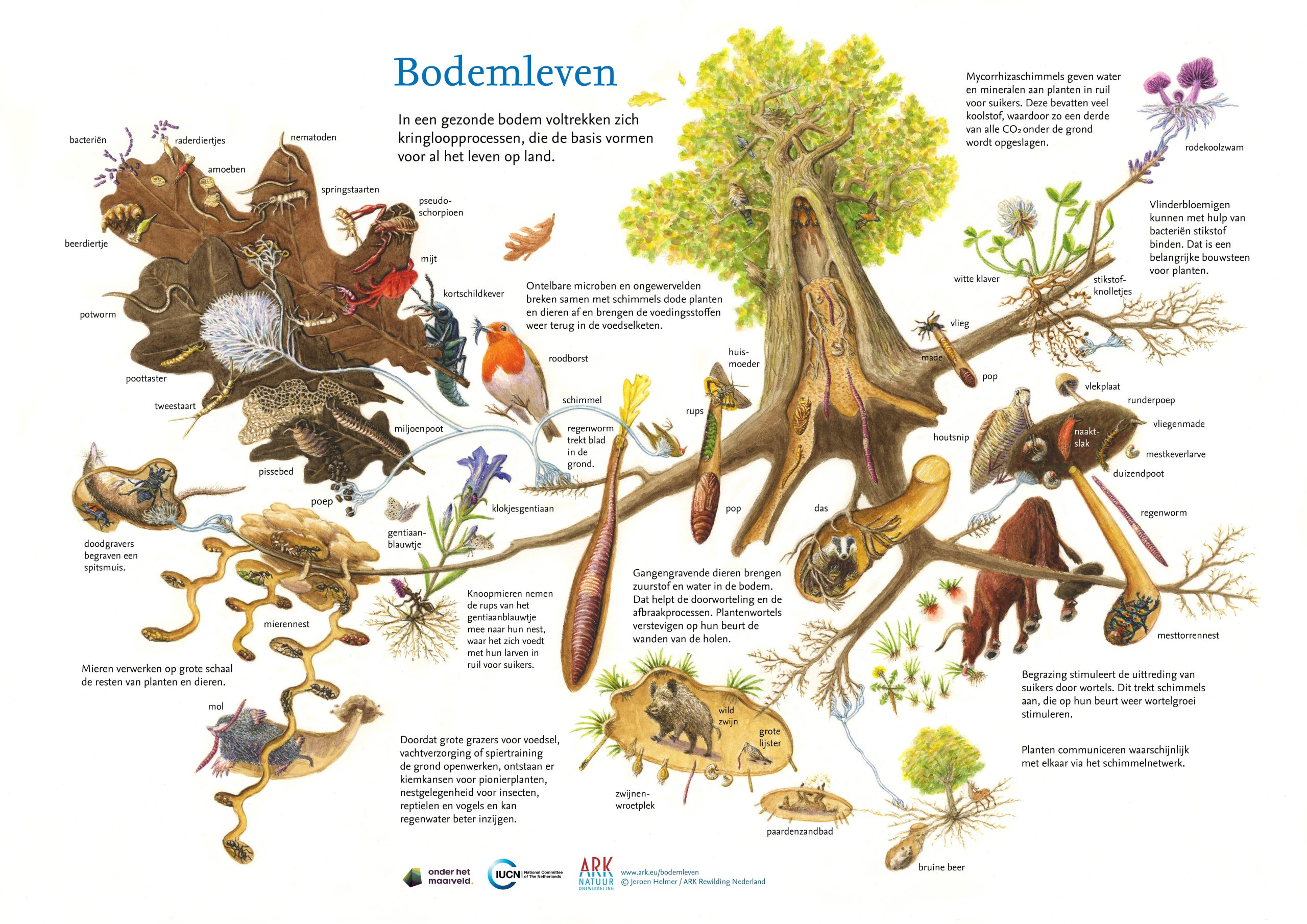 Illustratie van bodemecosysteem met dieren, planten en micro-organismen die kringloop processen tonen.