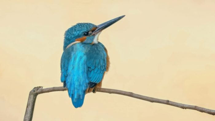 IJsvogel met felblauw verenkleed zit op een dunne tak tegen een lichte achtergrond.