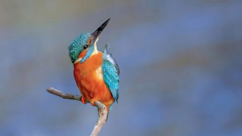 IJsvogel ©Harry Kiewiet