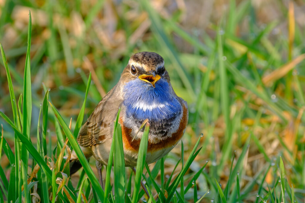 Blauwborst ©LenieDoornkamp