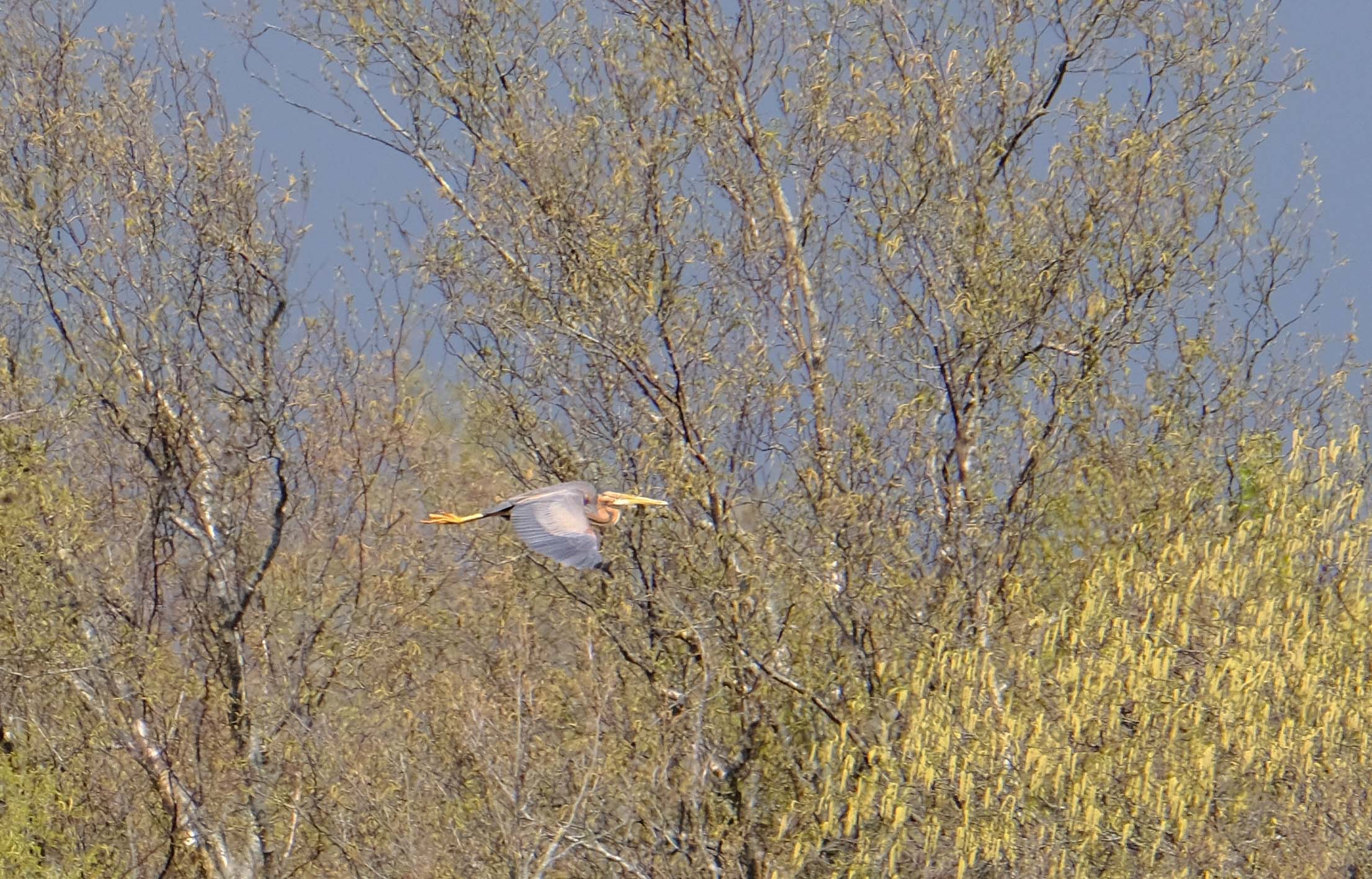 purperreiger ©Lenie Doornkamp