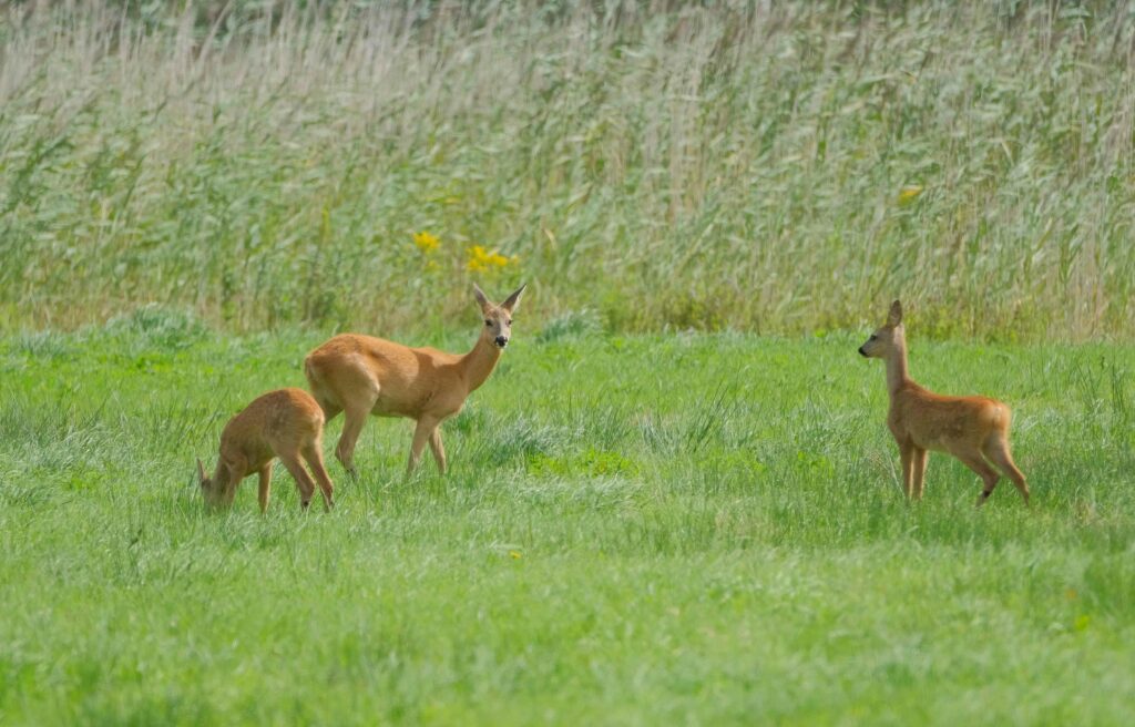 ree ©Lenie Doornkamp