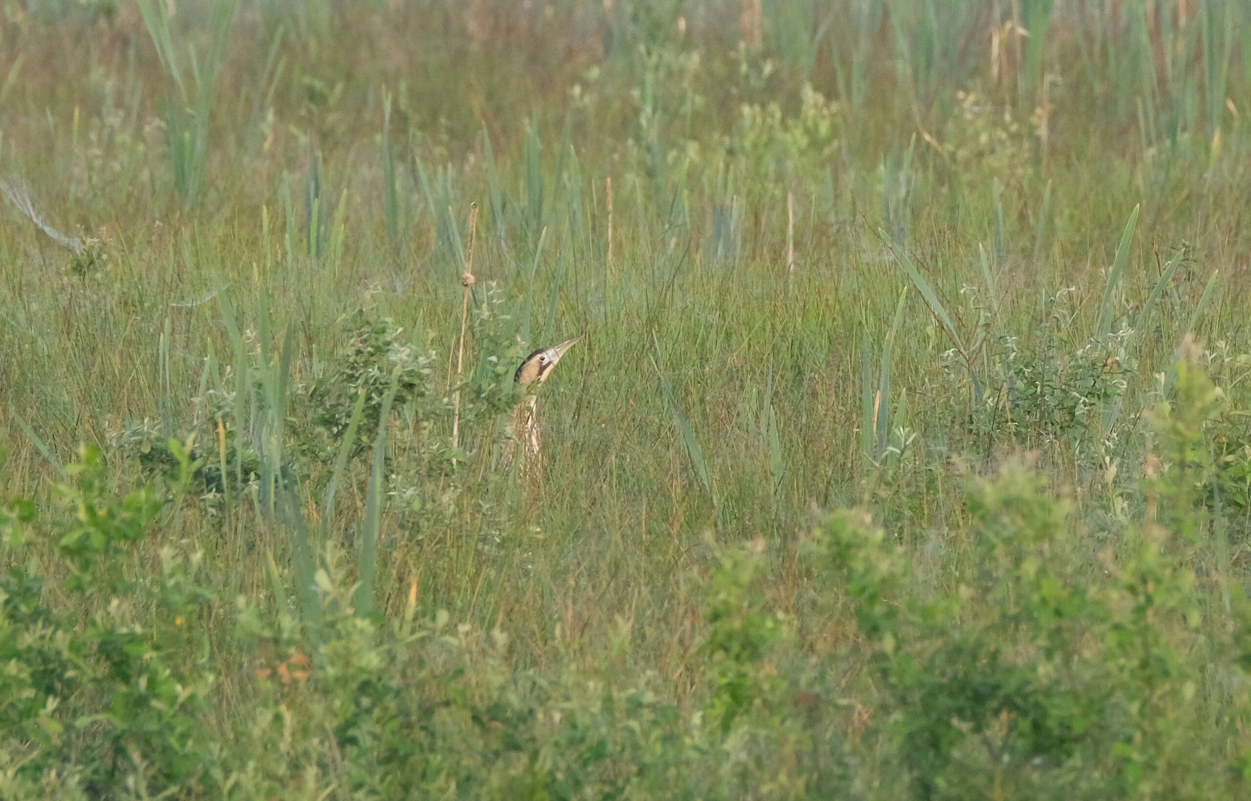 roerdomp ©LenieDoornkamp