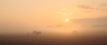 koeien mist ©Lenie Doornkamp