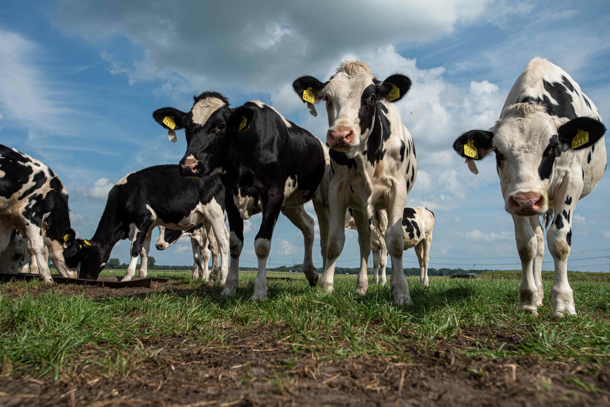 Groep zwart-witte koeien staat op een grasveld onder een deels bewolkte hemel.
