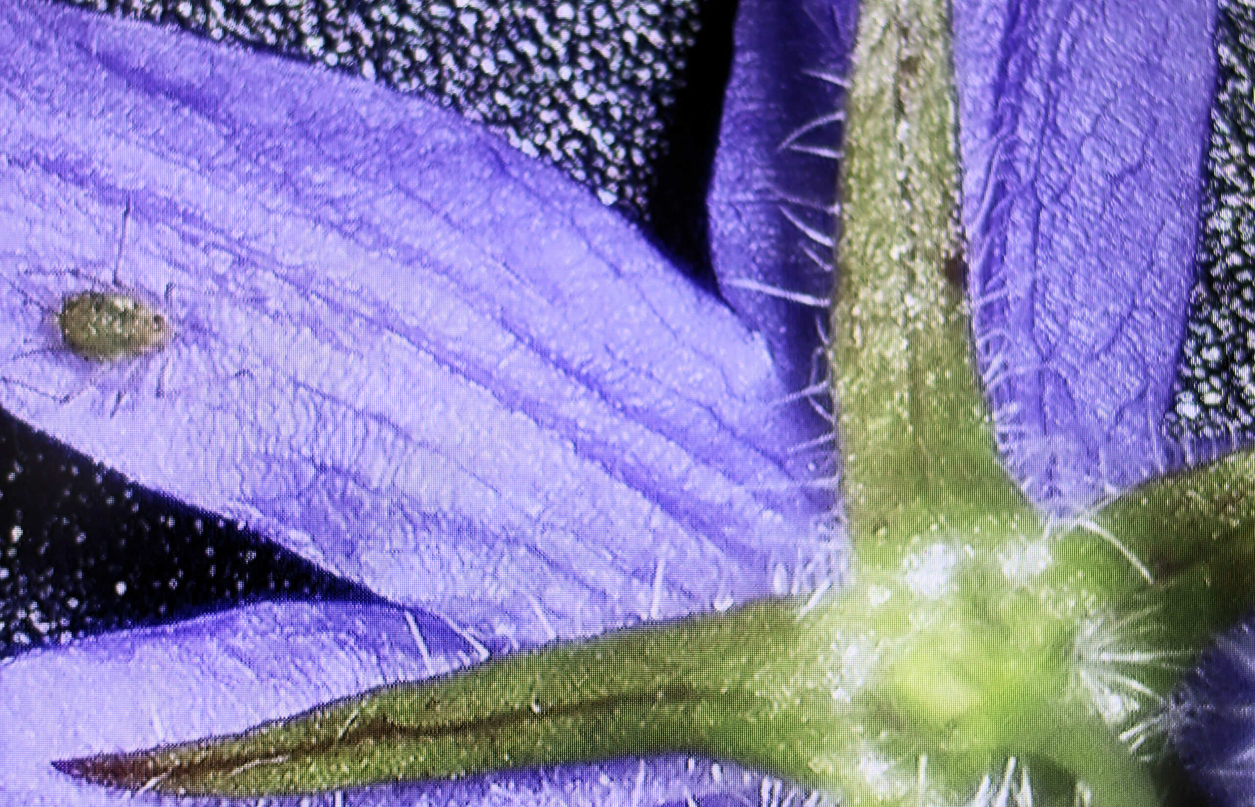 Paarse bloem met groene kelkbladeren en een klein insect op een bloemblaadje.