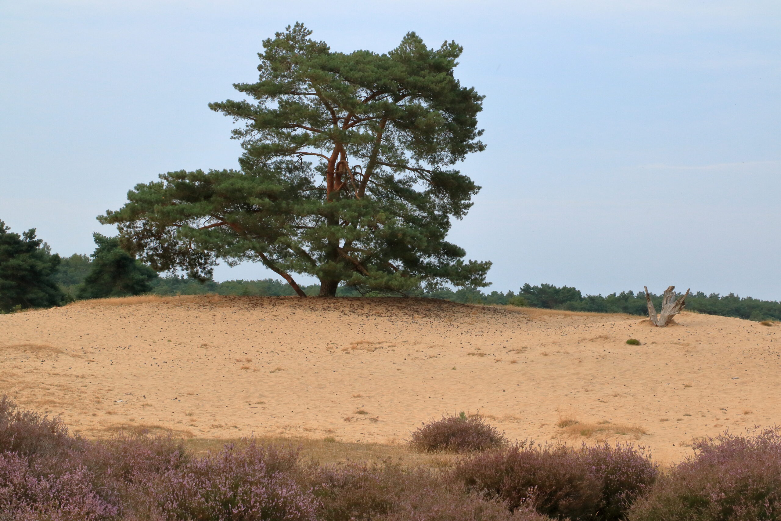 Een eenzame boom op een zandheuvel, omgeven door paarse heide en een blauwe hemel.