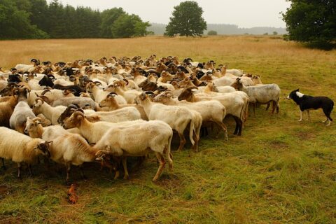 Een border collie hoedt een kudde schapen op een grasveld met bomen op de achtergrond.