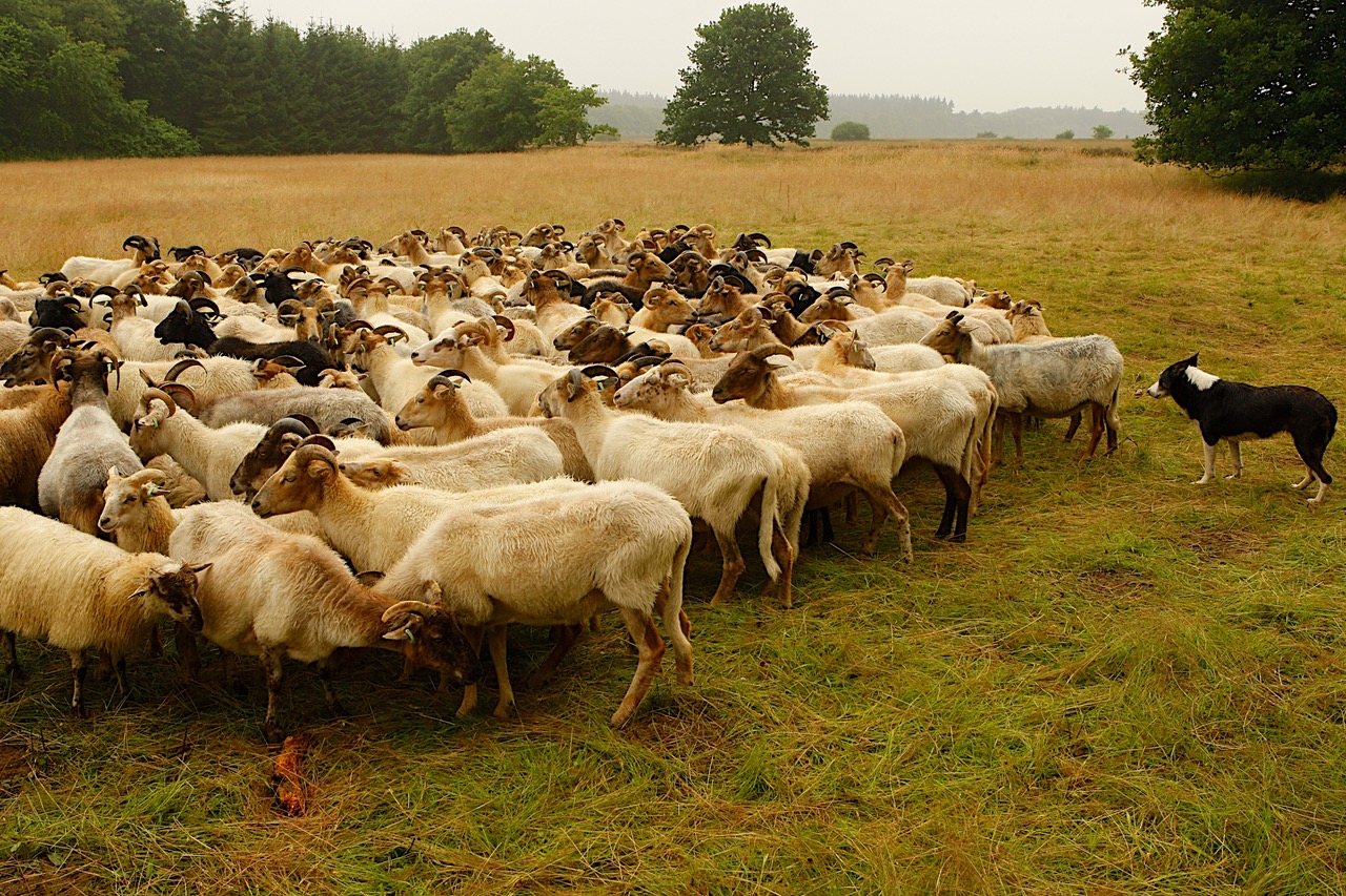 Een border collie hoedt een kudde schapen op een grasveld met bomen op de achtergrond.