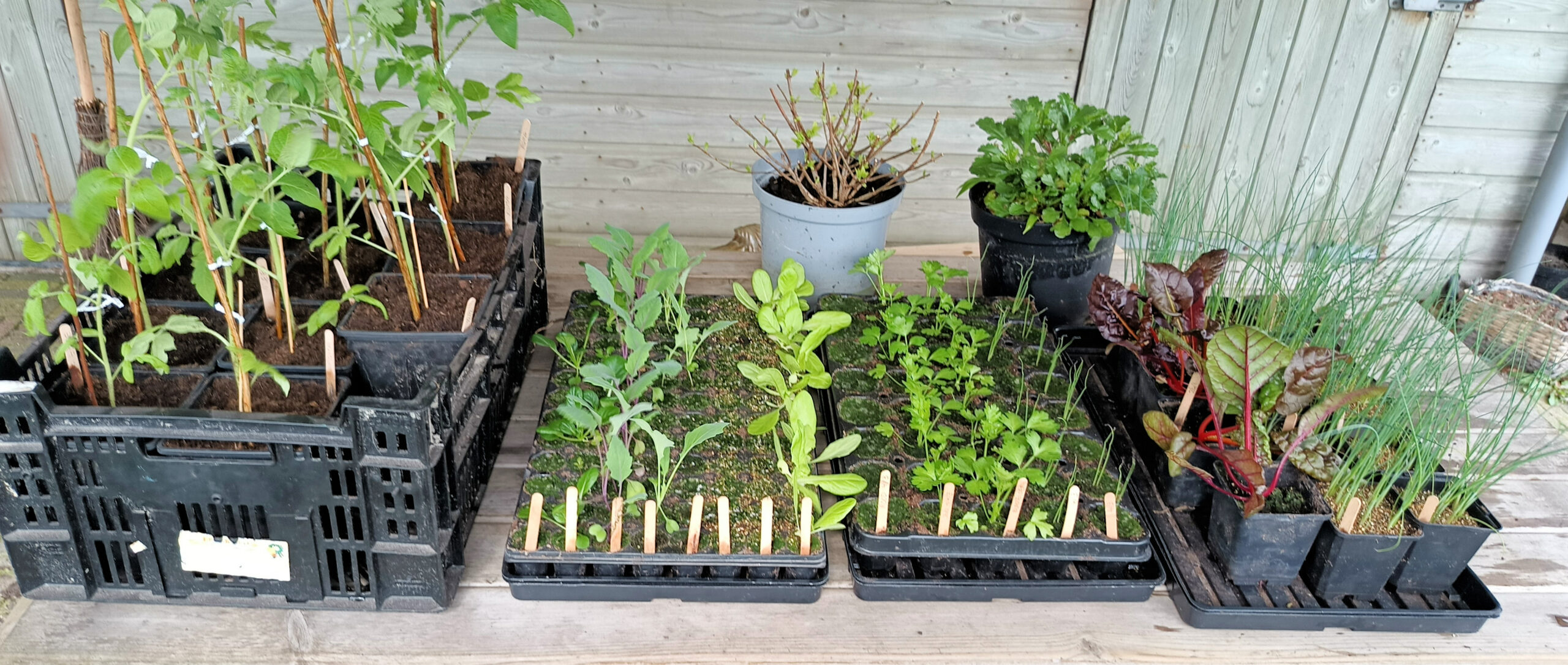 Vierkante potten met jonge planten en kruiden op een houten tafel voor een houten schuur.