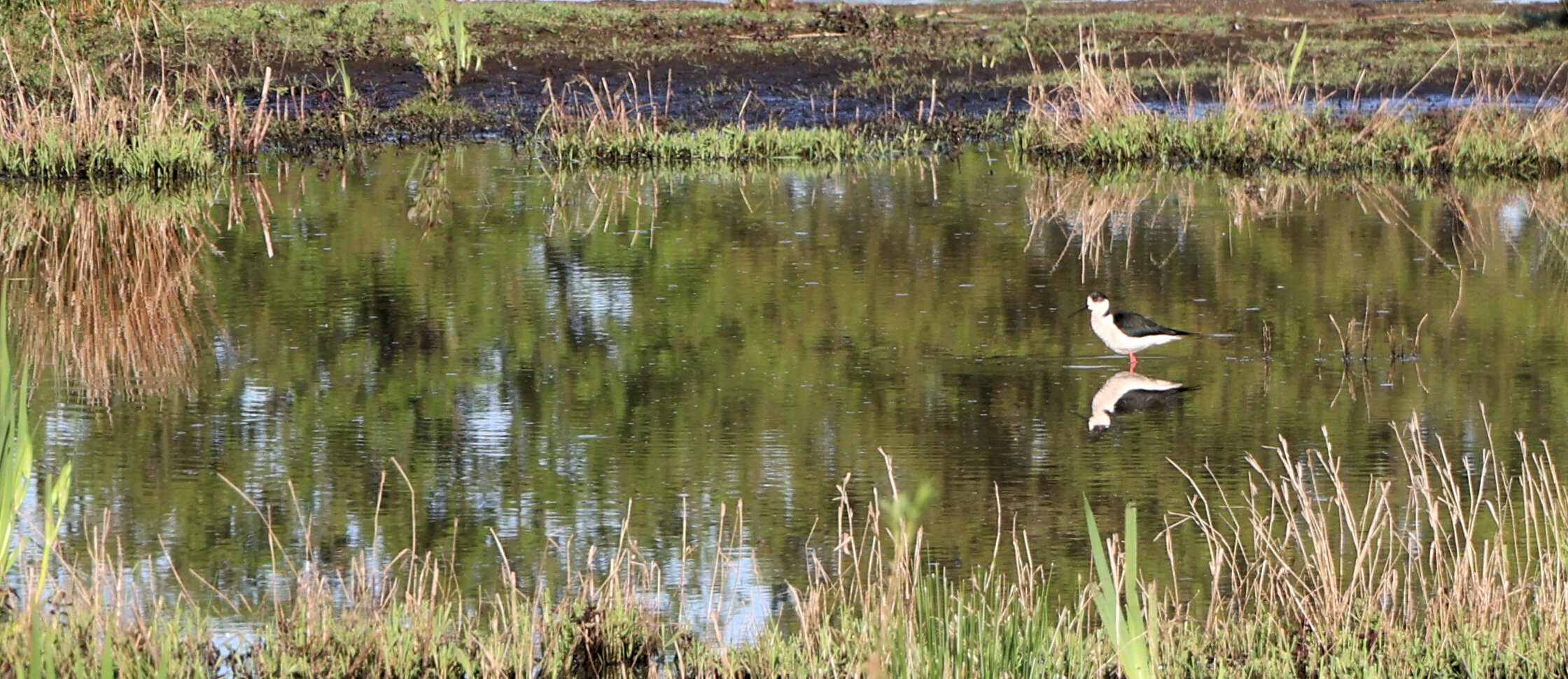 Een vogel staat in een ondiepe vijver, omringd door gras en riet, met zijn reflectie in het water.