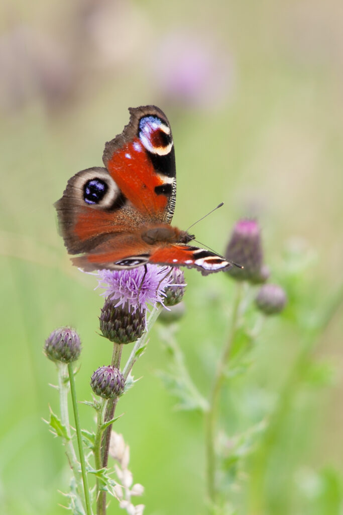 Een kleurrijke vlinder op een paarse distelbloem tegen een wazige groene achtergrond.
