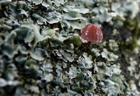 Kleine rode paddenstoel groeit op met lichen bedekte boomschors.
