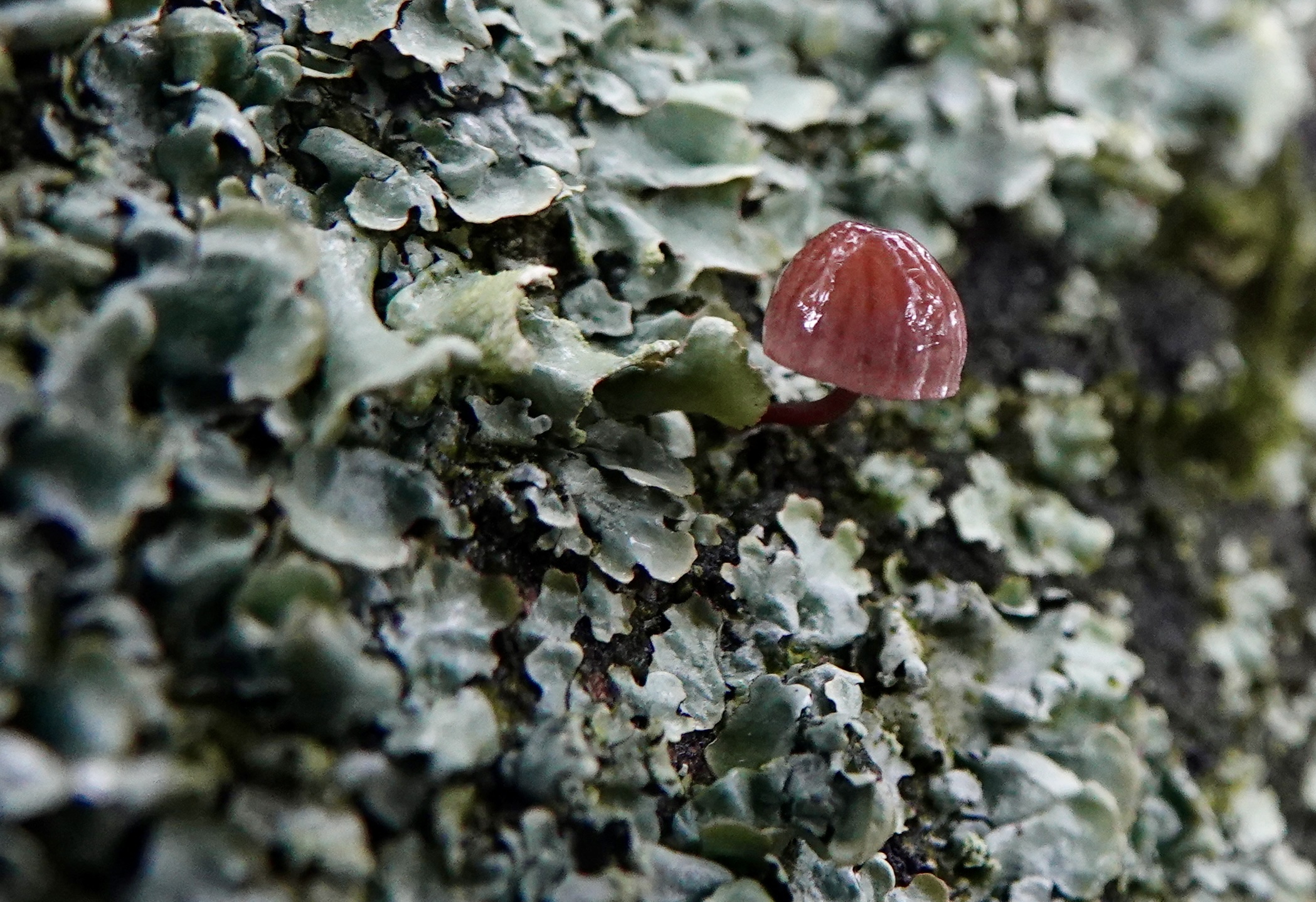 Kleine rode paddenstoel groeit op met lichen bedekte boomschors.