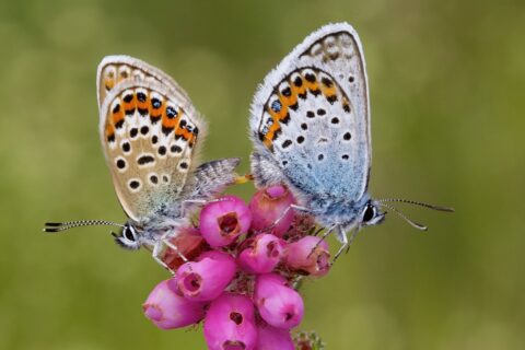 Twee bontgekleurde vlinders rusten op felroze bloemen, met een groene wazige achtergrond.
