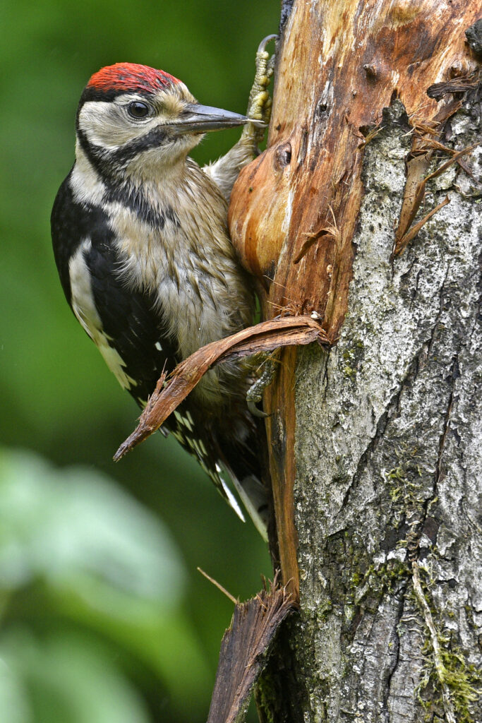 Specht met rode kop klimt op boomstam, groene achtergrond.